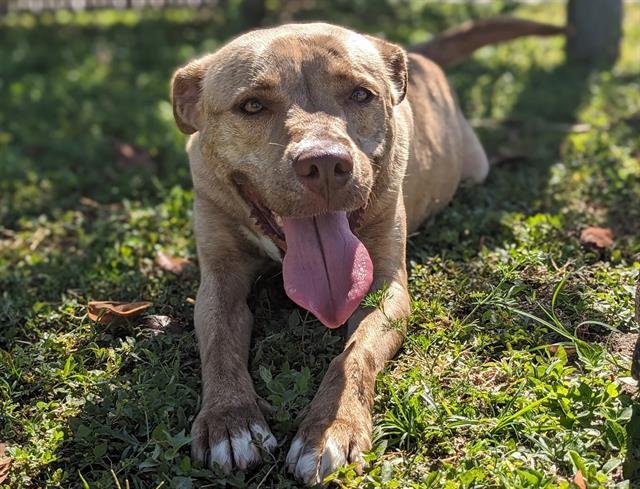 adoptable Dog in Ocala, FL named HAZEL