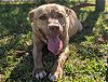 adoptable Dog in ocala, FL named HAZEL