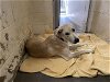 adoptable Dog in ocala, FL named GUS