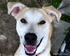 adoptable Dog in ocala, FL named GUS