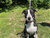 adoptable Dog in ocala, FL named SOPHIE