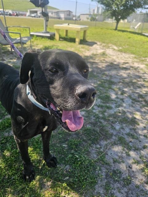 adoptable Dog in Ocala, FL named RAMBO