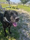 adoptable Dog in ocala, FL named RAMBO
