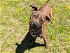 adoptable Dog in ocala, FL named ROSE