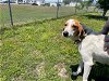 adoptable Dog in ocala, FL named BILLY