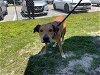 adoptable Dog in ocala, FL named TAMPA