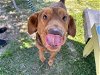 adoptable Dog in ocala, FL named LEO