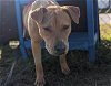 adoptable Dog in ocala, FL named VERO