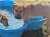 adoptable Dog in ocala, FL named WASHINGTON