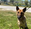 adoptable Dog in ocala, FL named SOFRITO