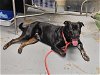 adoptable Dog in ocala, FL named PUMPERKNICKLE