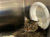 adoptable Cat in ocala, FL named FLOOF