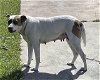 adoptable Dog in ocala, FL named TRIXIE