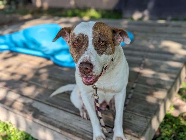 adoptable Dog in Ocala, FL named TRIXIE