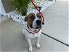 adoptable Dog in ocala, FL named SPARROW