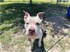 adoptable Dog in ocala, FL named LYDIA