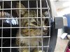 adoptable Cat in ocala, FL named SPRITZ
