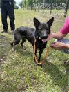 adoptable Dog in ocala, FL named PEACH