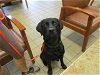 adoptable Dog in ocala, FL named BEAR