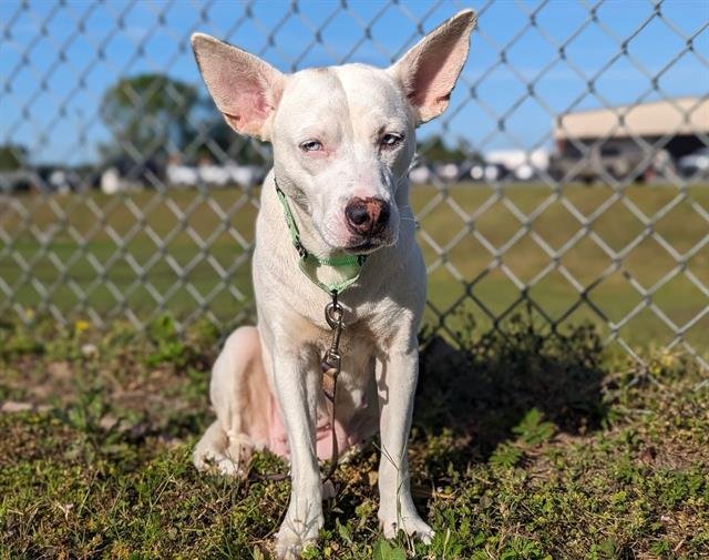 adoptable Dog in Ocala, FL named MUFFIN