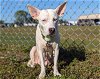 adoptable Dog in ocala, FL named MUFFIN