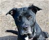 adoptable Dog in ocala, FL named BETTY BOOP
