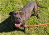 adoptable Dog in ocala, FL named OSCAR