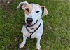 adoptable Dog in ocala, FL named MALINA