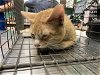 adoptable Cat in ocala, FL named DEVON
