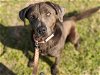 adoptable Dog in ocala, FL named SCONE
