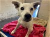 adoptable Dog in ocala, FL named EINSTEIN