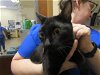 adoptable Cat in ocala, FL named BELL