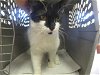adoptable Cat in ocala, FL named MELISSA