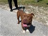 adoptable Dog in ocala, FL named MICAH