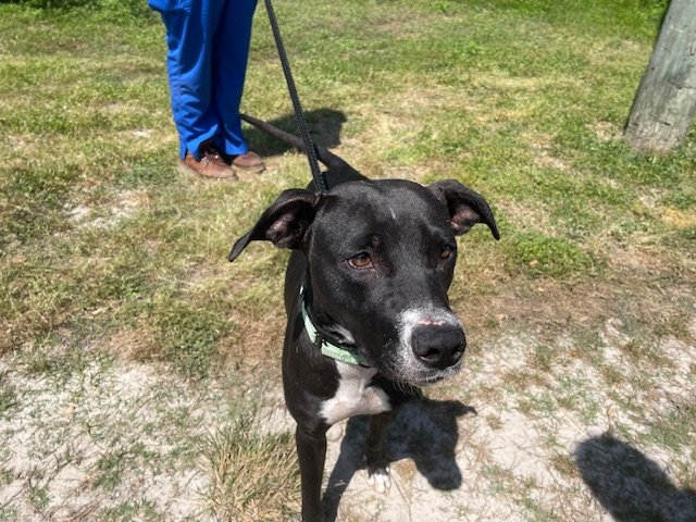 adoptable Dog in Ocala, FL named SNUGGLES