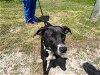 adoptable Dog in ocala, FL named SNUGGLES