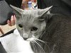 adoptable Cat in ocala, FL named CUBBY