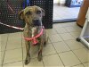 adoptable Dog in ocala, FL named SPRING
