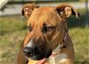 adoptable Dog in ocala, FL named KITE