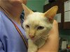 adoptable Cat in ocala, FL named MASON