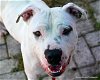adoptable Dog in ocala, FL named AISLING