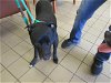 adoptable Dog in ocala, FL named LIMERICK