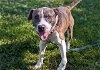 adoptable Dog in ocala, FL named TYSON