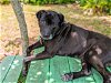 adoptable Dog in ocala, FL named MINK