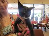 adoptable Cat in ocala, FL named QUEEN