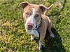 adoptable Dog in ocala, FL named NOUGAT