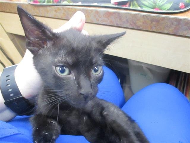 adoptable Cat in Ocala, FL named GRANOLA