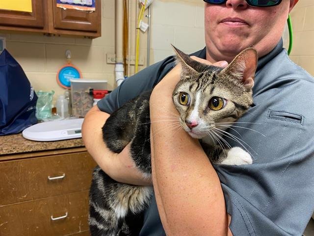adoptable Cat in Ocala, FL named PUFF