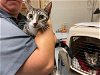 adoptable Cat in ocala, FL named FUDGE
