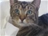 adoptable Cat in ocala, FL named SAMSUNG